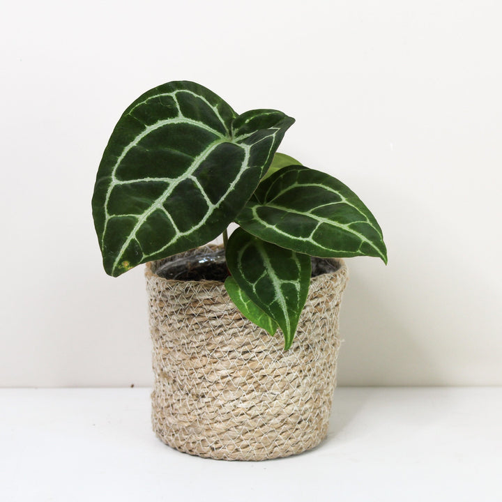 Anthurium Crystallinum M Foliage Dreams