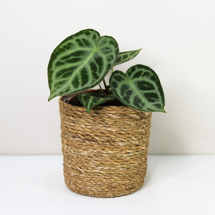 Anthurium crystallinum 'Silver Blush' M Foliage Dreams