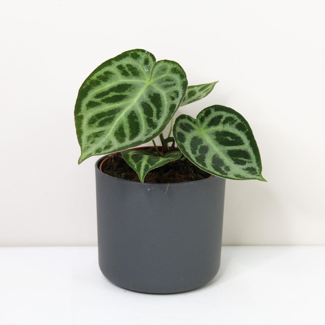 Anthurium crystallinum 'Silver Blush' M Foliage Dreams