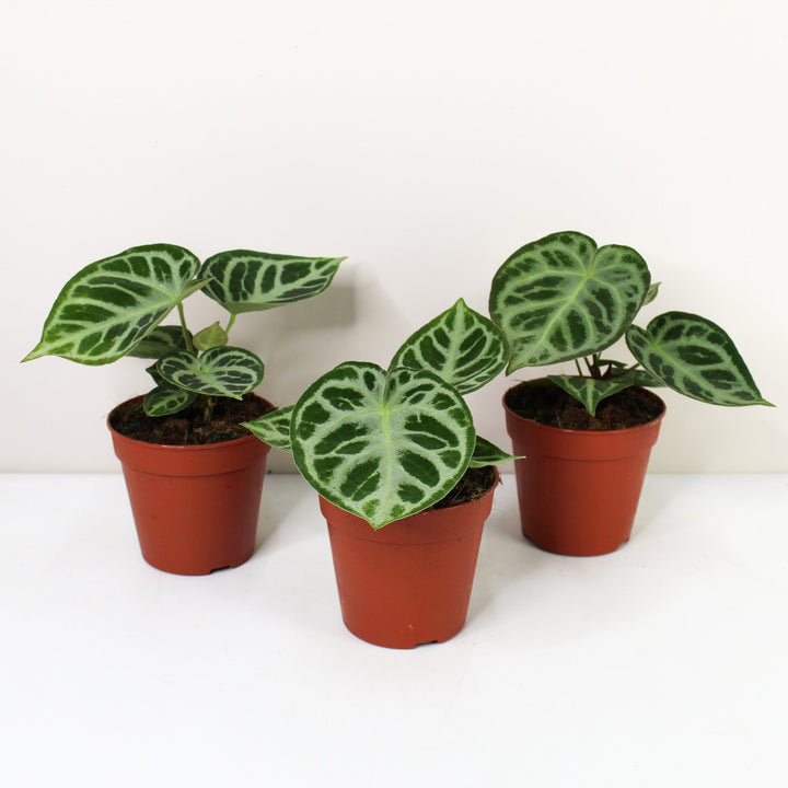 Anthurium crystallinum 'Silver Blush' M Foliage Dreams