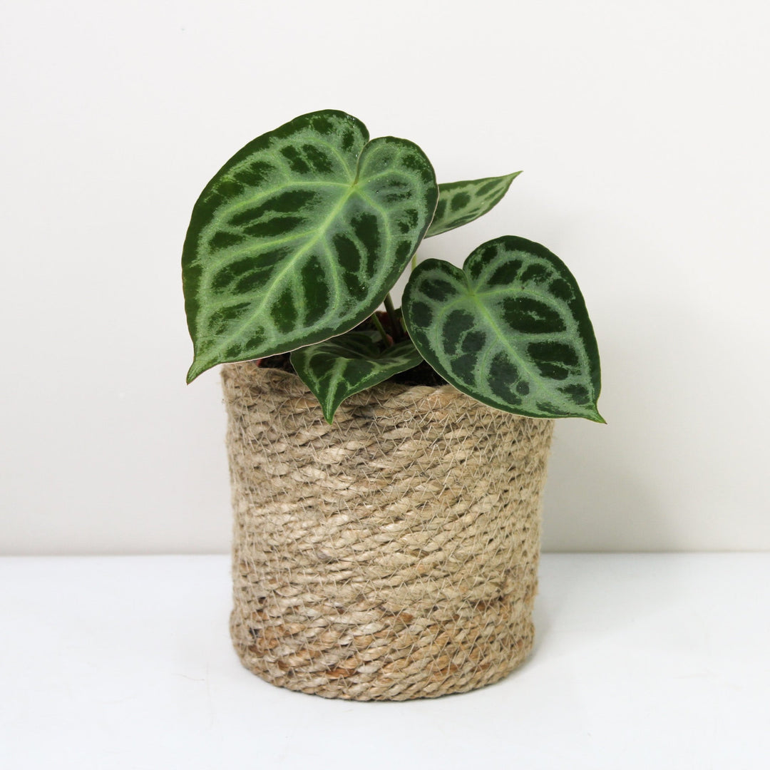 Anthurium crystallinum 'Silver Blush' M Foliage Dreams