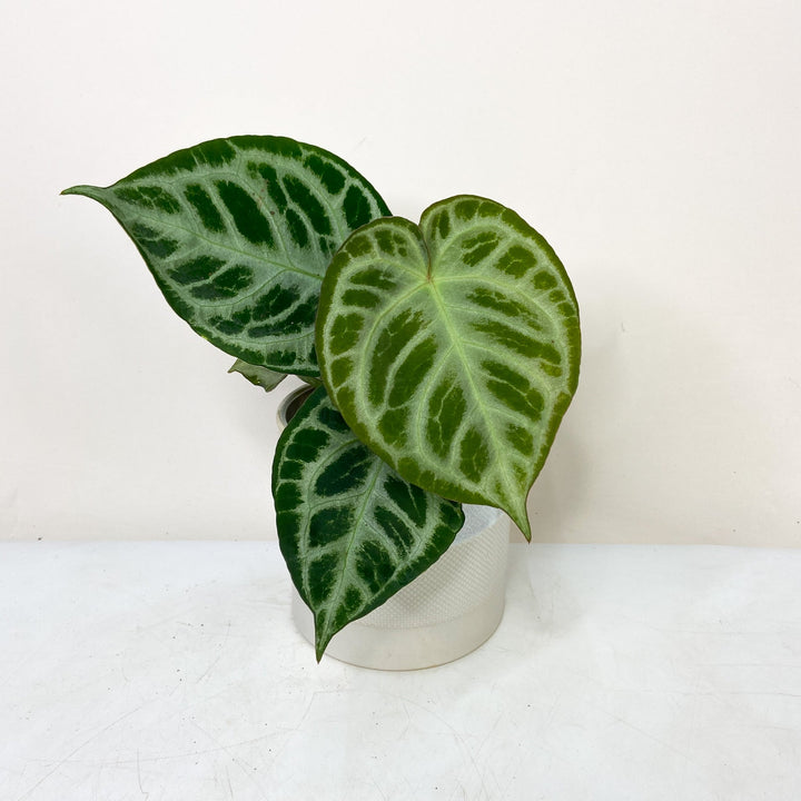 Anthurium Crystallinum  Super Silver M Foliage Dreams