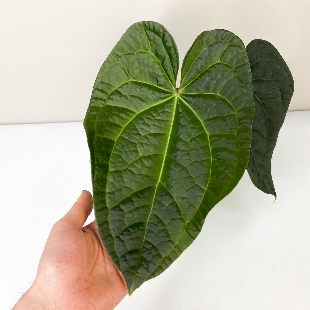 Anthurium Crystallinum x Luxurians Foliage Dreams