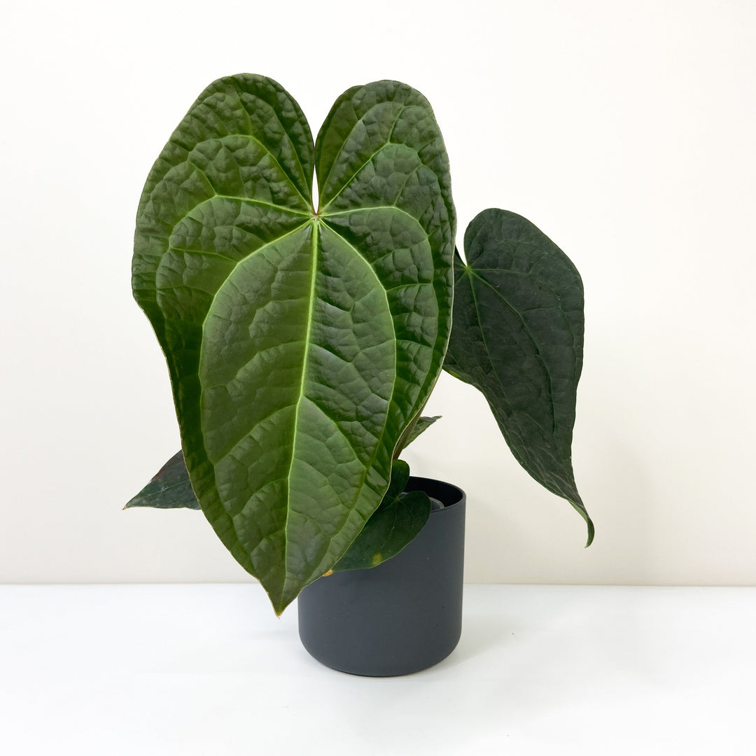 Anthurium Crystallinum x Luxurians L Foliage Dreams