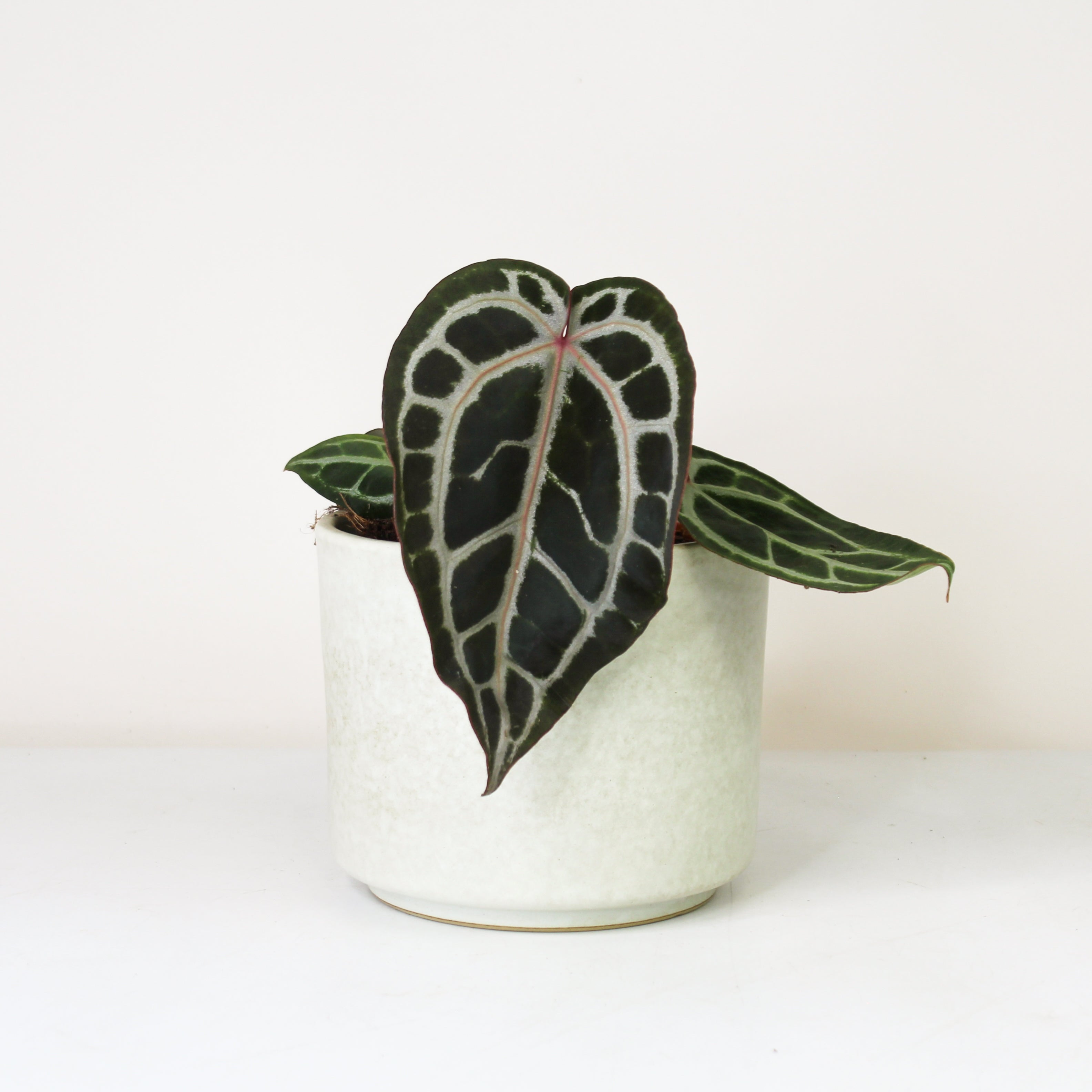 anthurium-crystallinum-x-red-