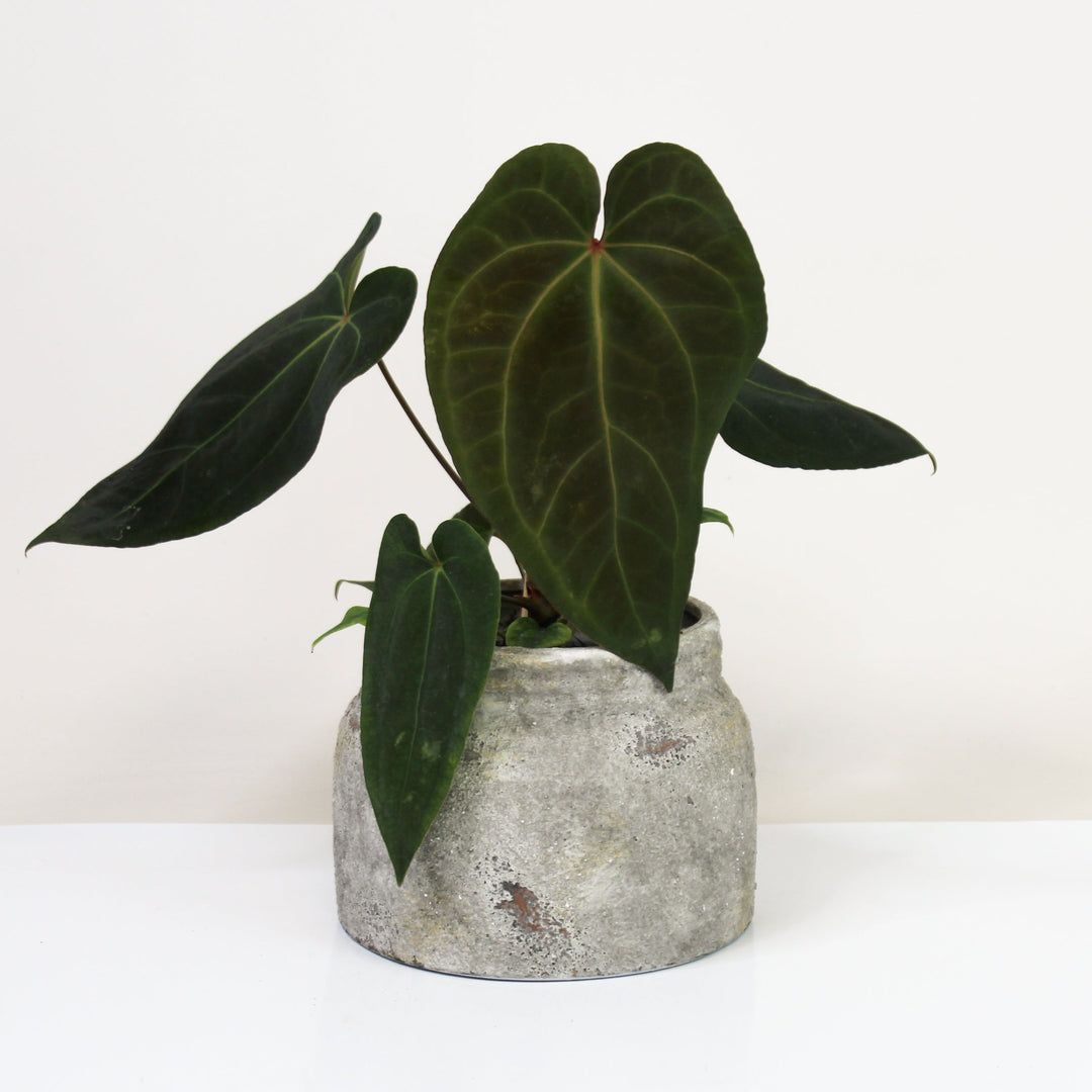 Anthurium Dark Phoenix M Foliage Dreams