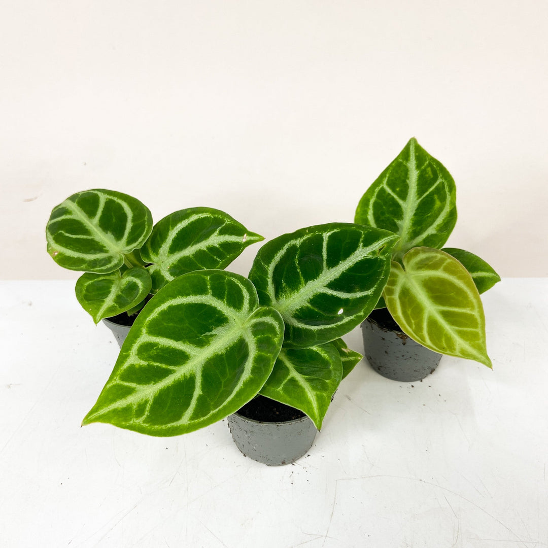 Anthurium Dorayaki - Babypflanze Foliage Dreams