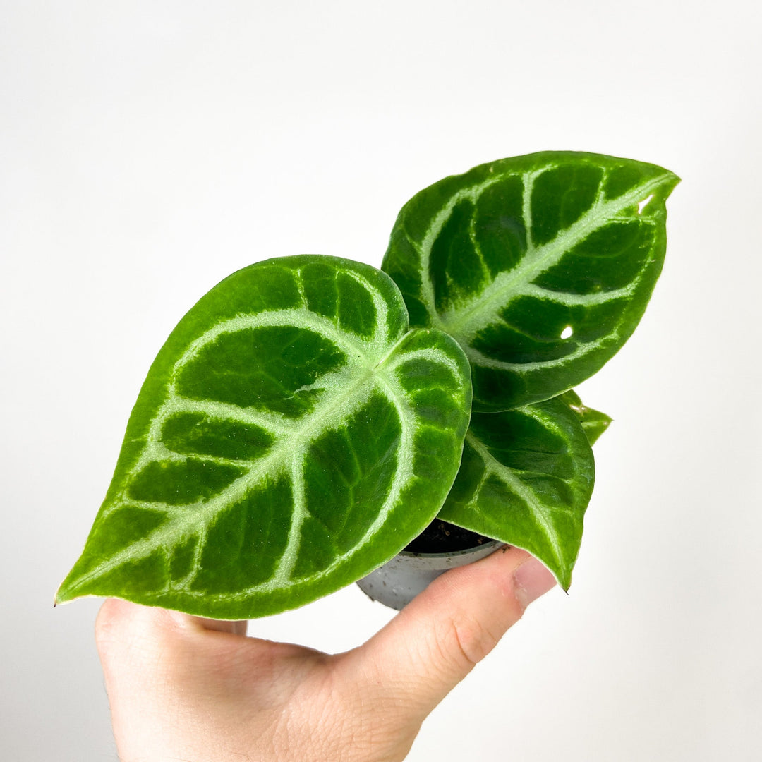 Anthurium Dorayaki - Babypflanze Foliage Dreams
