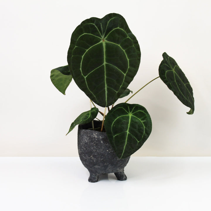 Anthurium Forgetii L Foliage Dreams