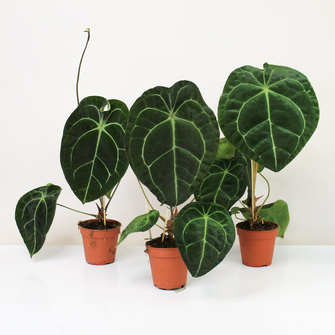 Anthurium Forgetii L Foliage Dreams