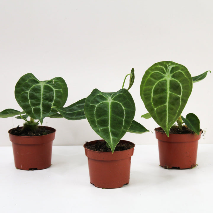 Anthurium Forgetii 'White Stripes' Foliage Dreams