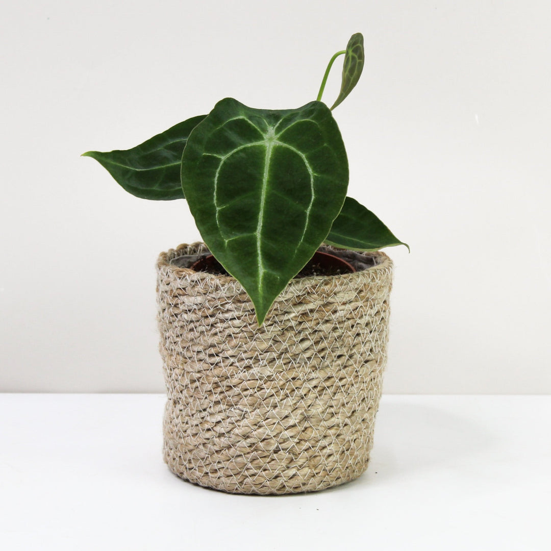 Anthurium Forgetii 'White Stripes' Foliage Dreams