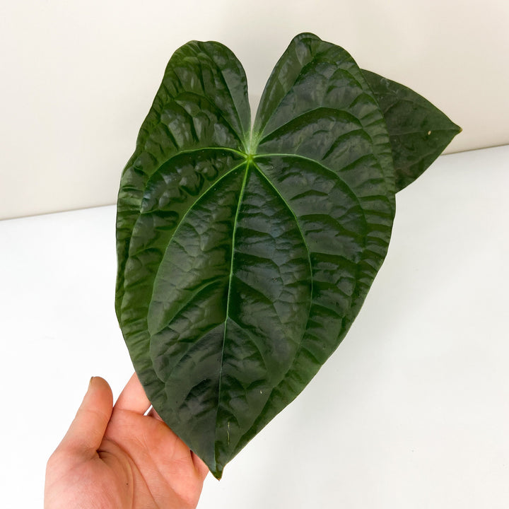 Anthurium Forgetii x Luxurians Foliage Dreams