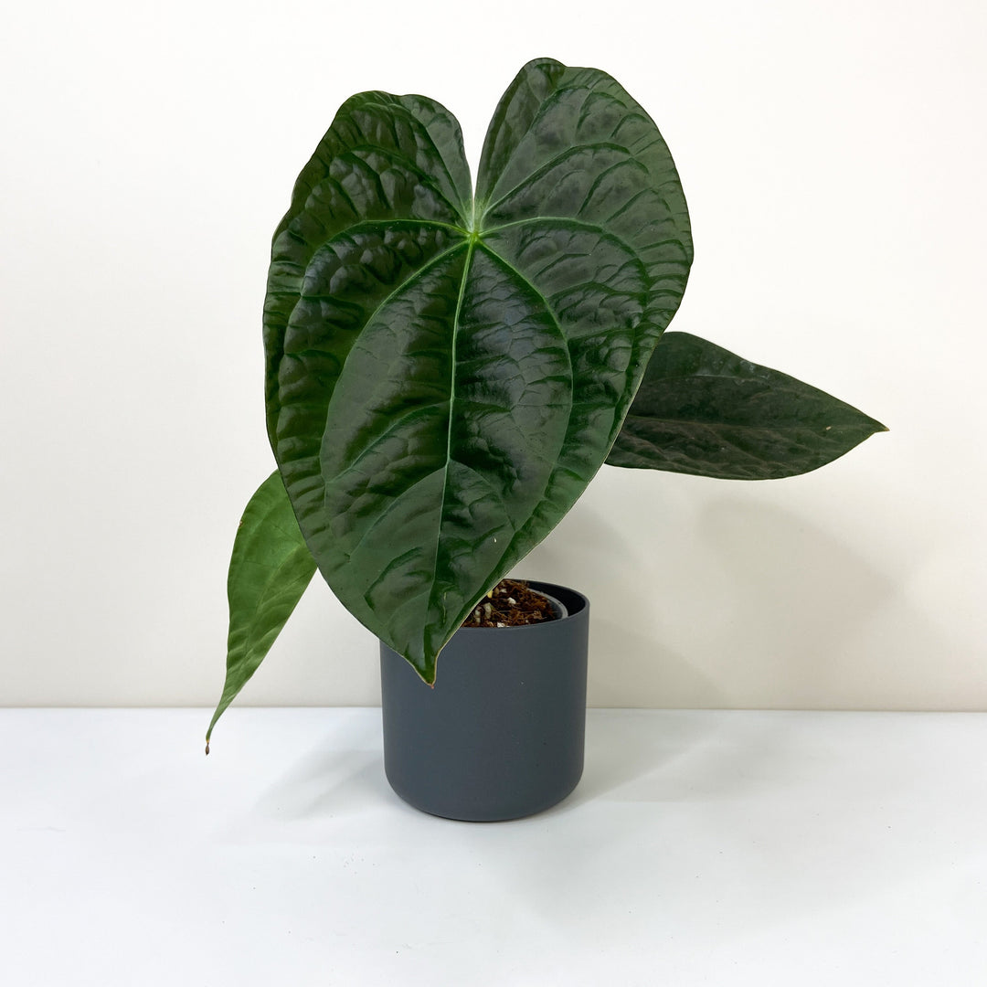 Anthurium Forgetii x Luxurians L Foliage Dreams