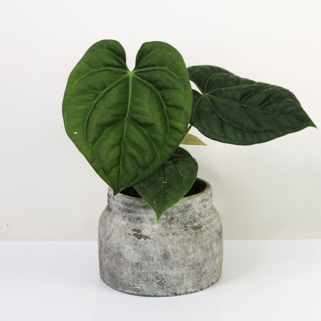 Anthurium Forgetii x Luxurians M Foliage Dreams