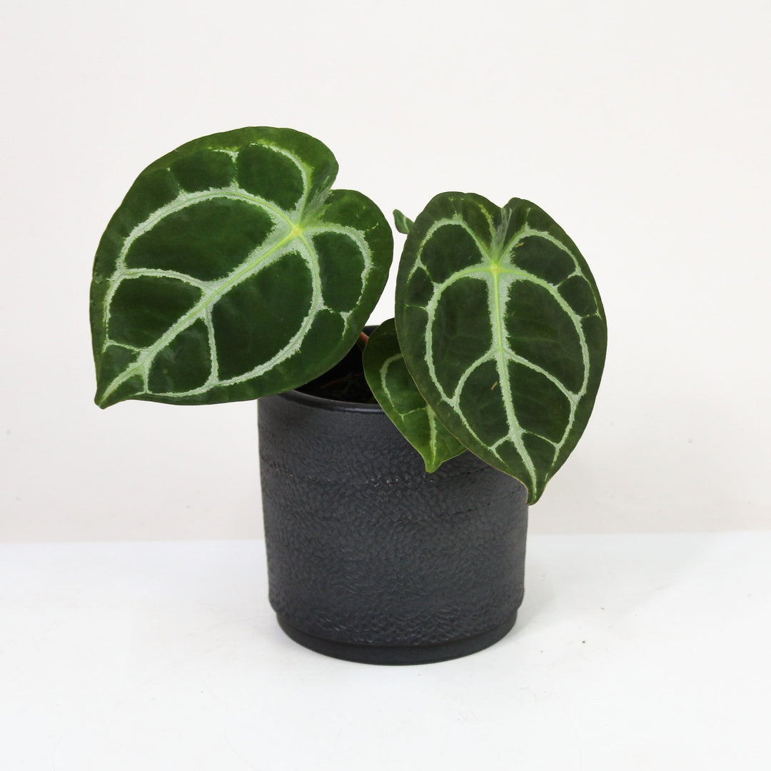 Anthurium Hybrid Foliage Dreams