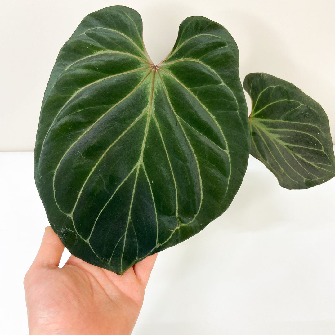 Anthurium King of Spades Foliage Dreams