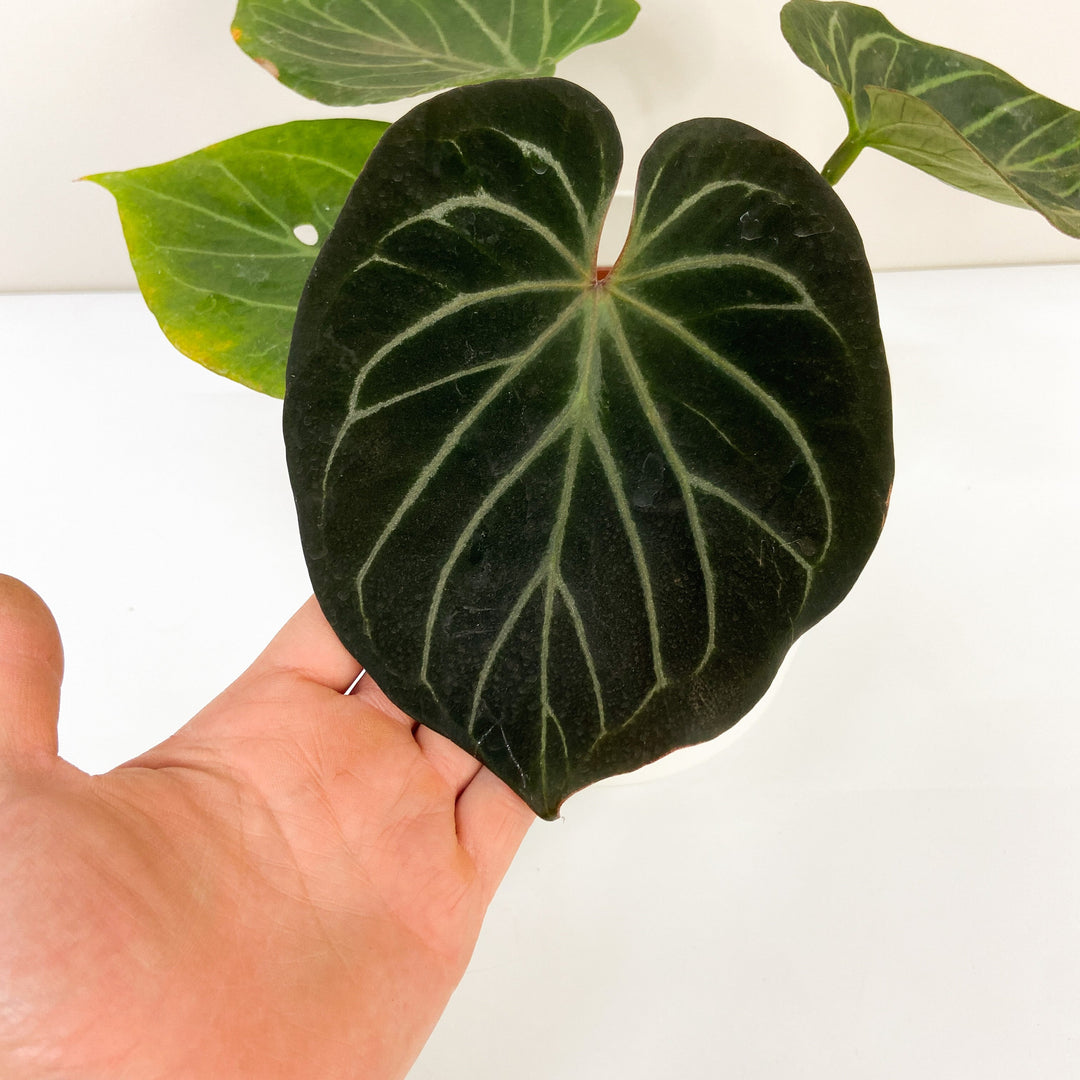 Anthurium King of Spades Foliage Dreams