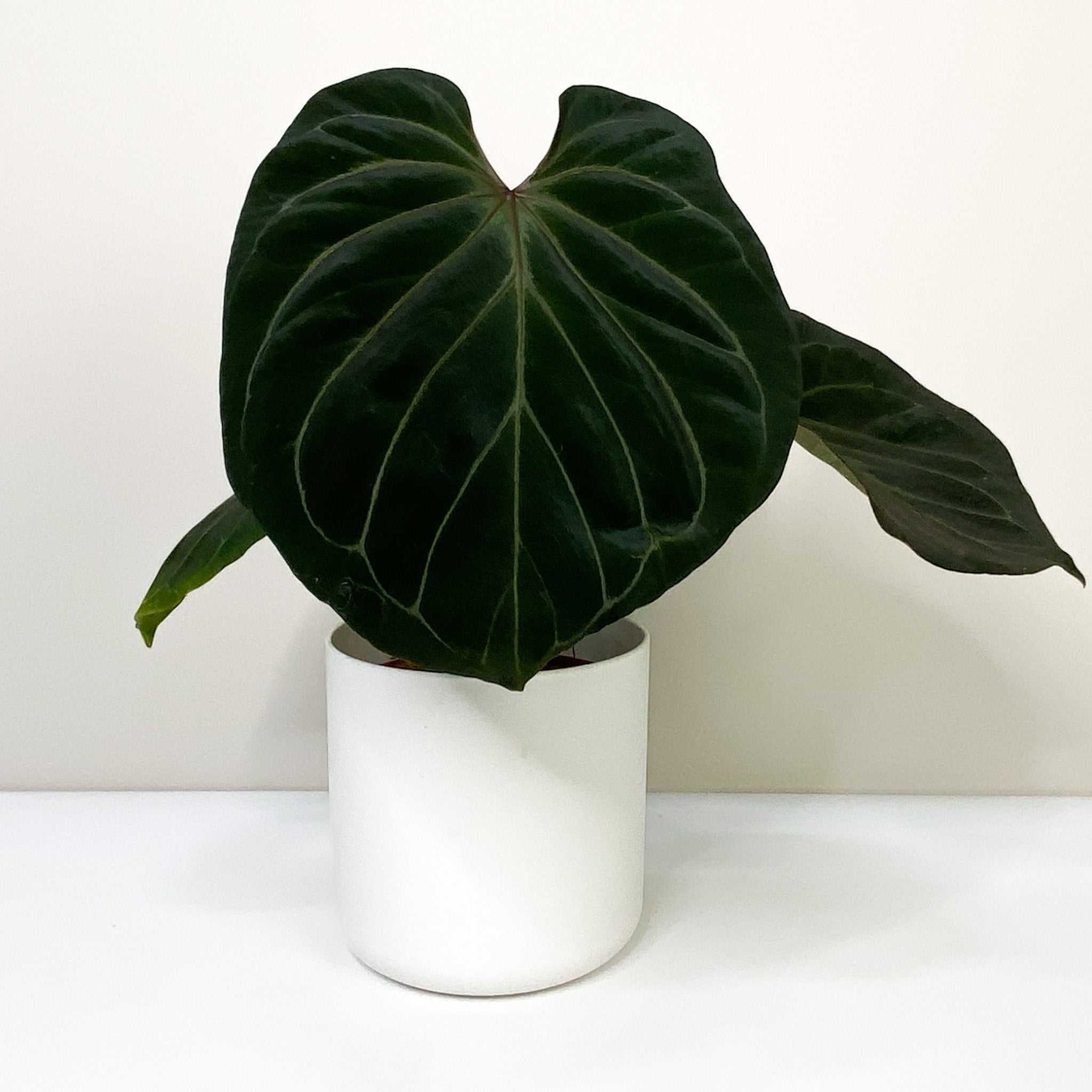 anthurium king of spades Round　Type Anthurium King of Spades Regal Beauty | HappiestPlantsbyAMJ