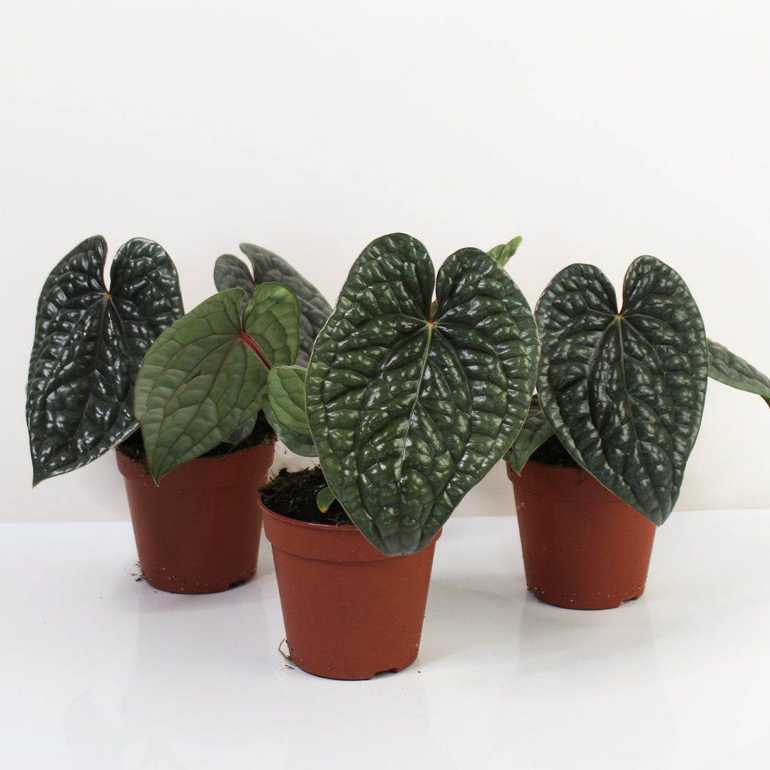 Anthurium Luxurians Foliage Dreams