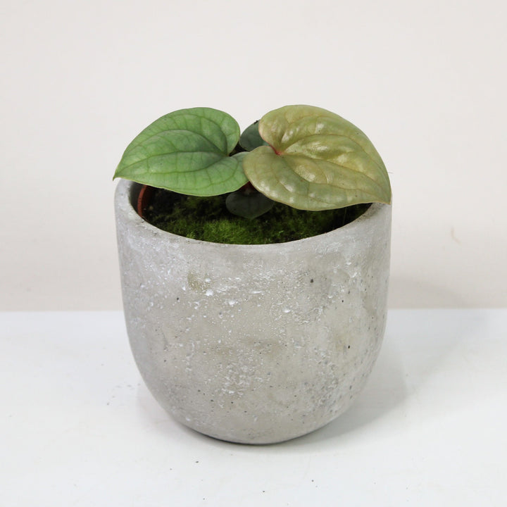 Anthurium Luxurians Foliage Dreams