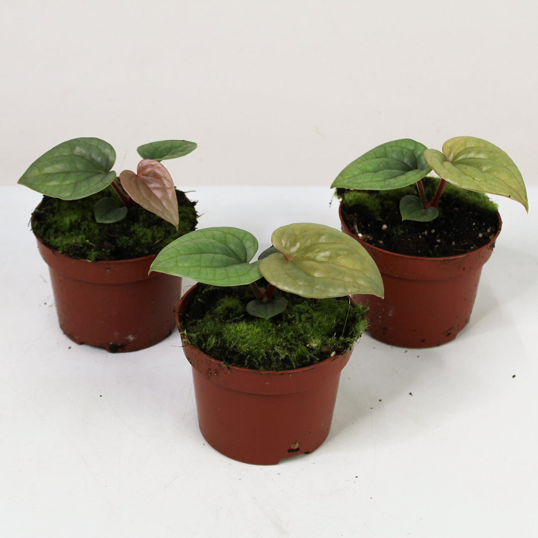 Anthurium Luxurians Foliage Dreams