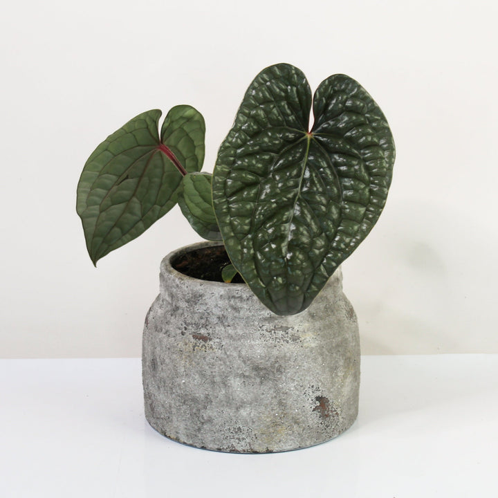 Anthurium Luxurians M Foliage Dreams