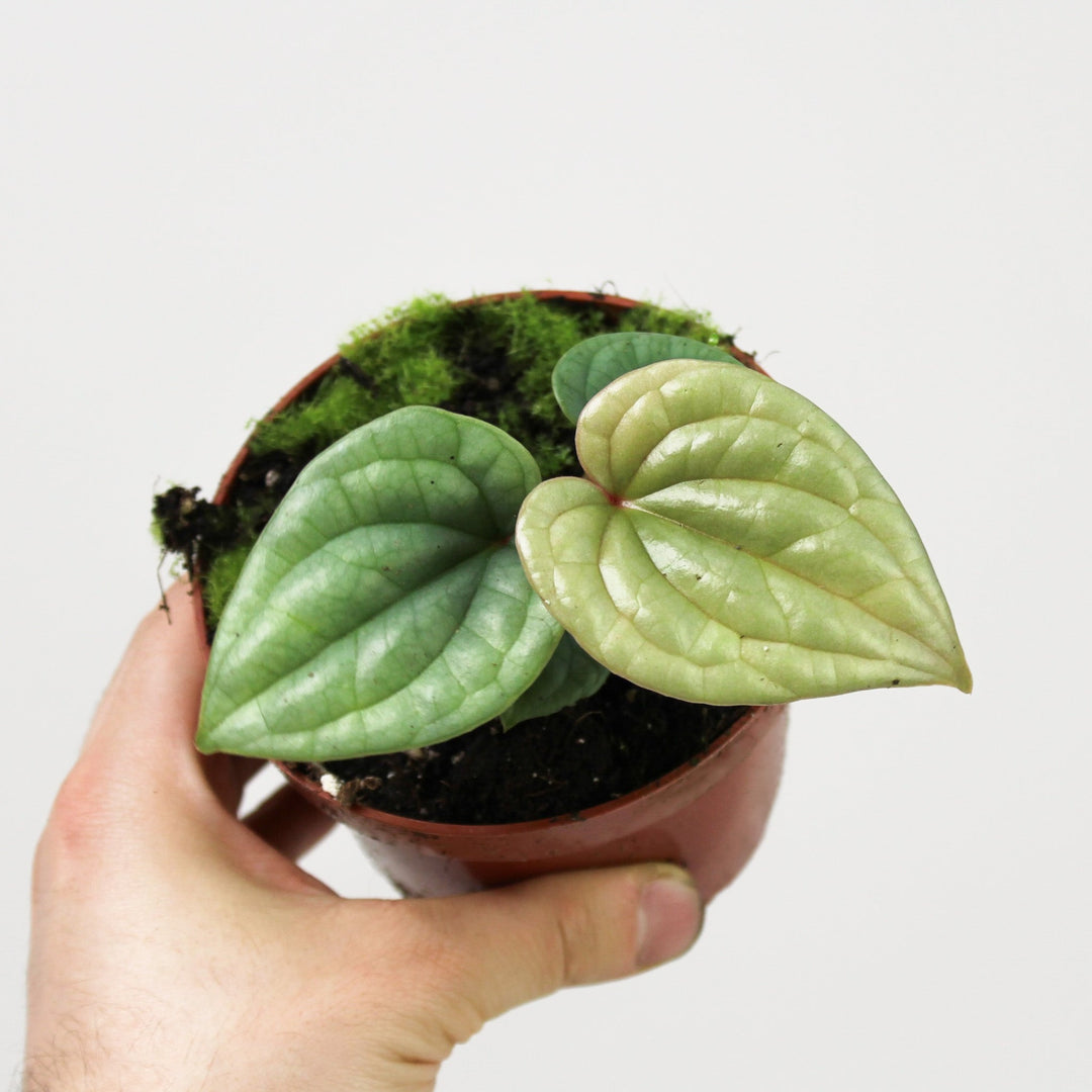 Anthurium Luxurians S Foliage Dreams