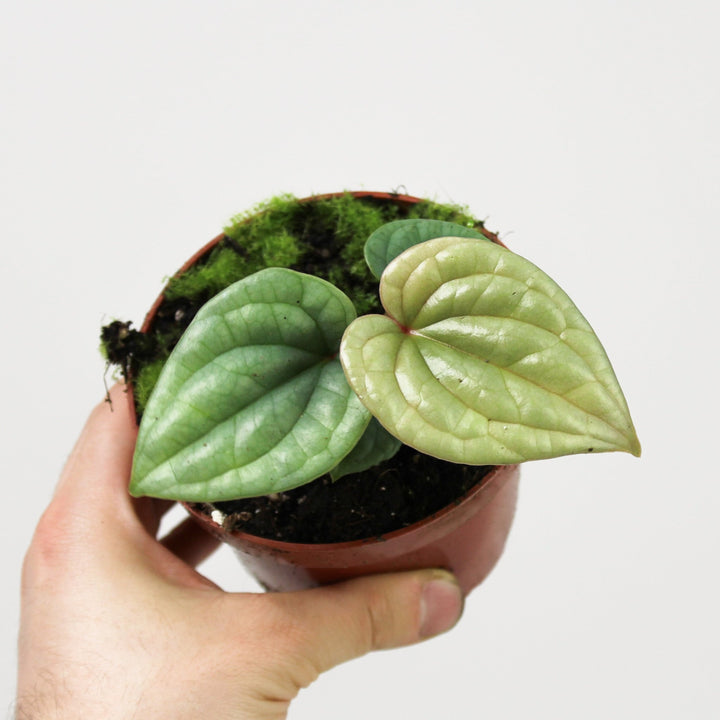 Anthurium Luxurians S Foliage Dreams