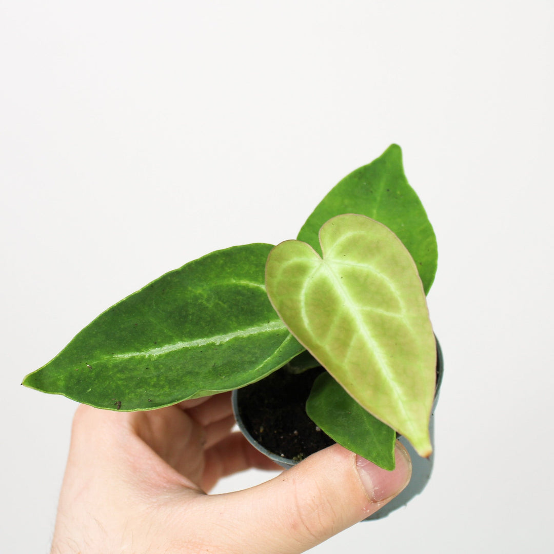 Anthurium Magnificum - Babypflanze Foliage Dreams