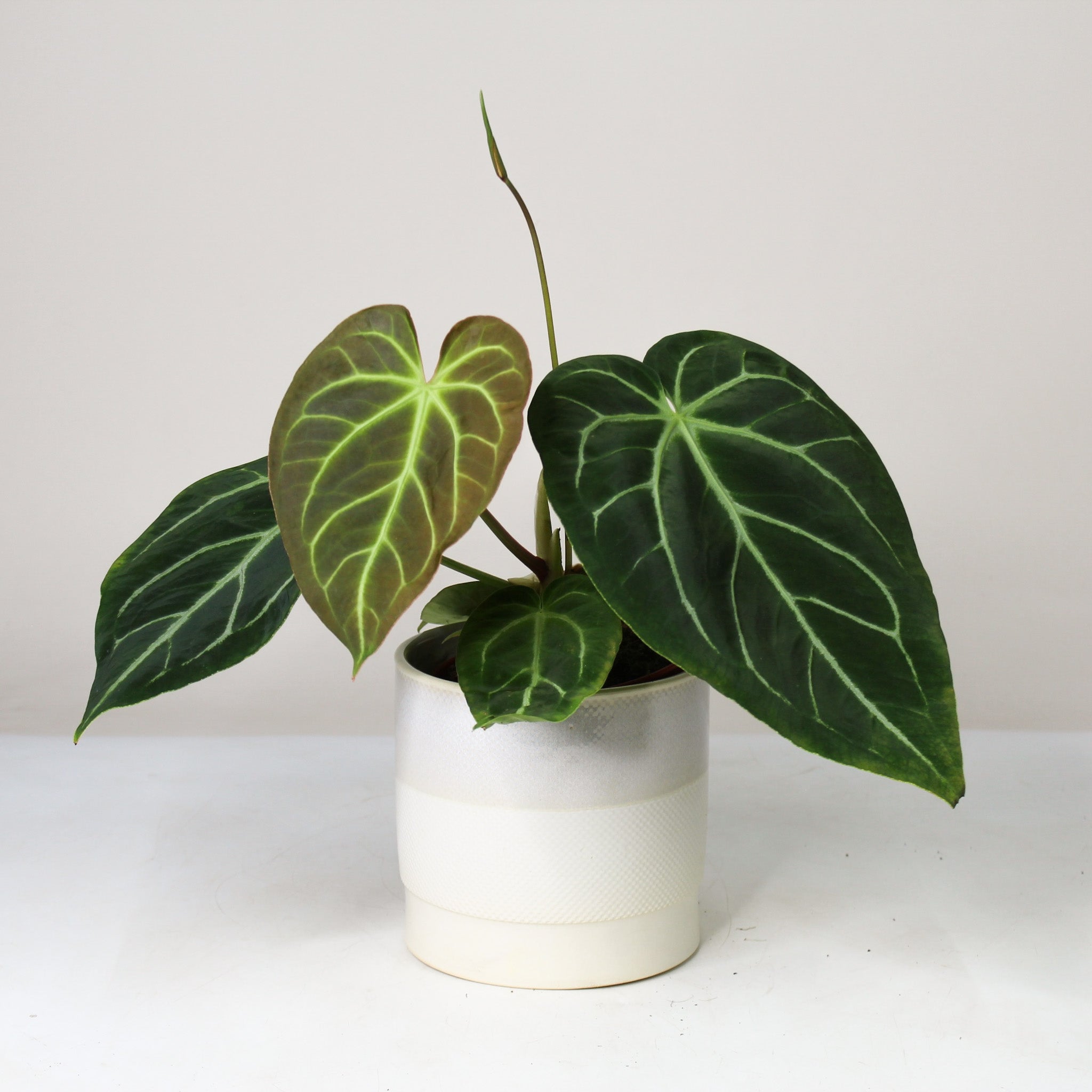 Anthurium Magnificum – Foliage Dreams