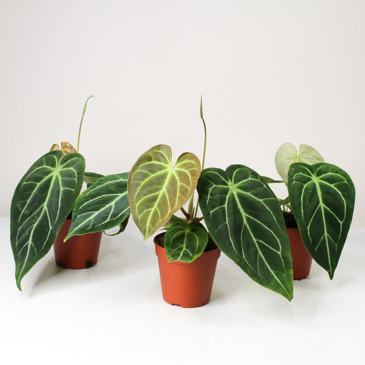 Anthurium magnificum L Foliage Dreams