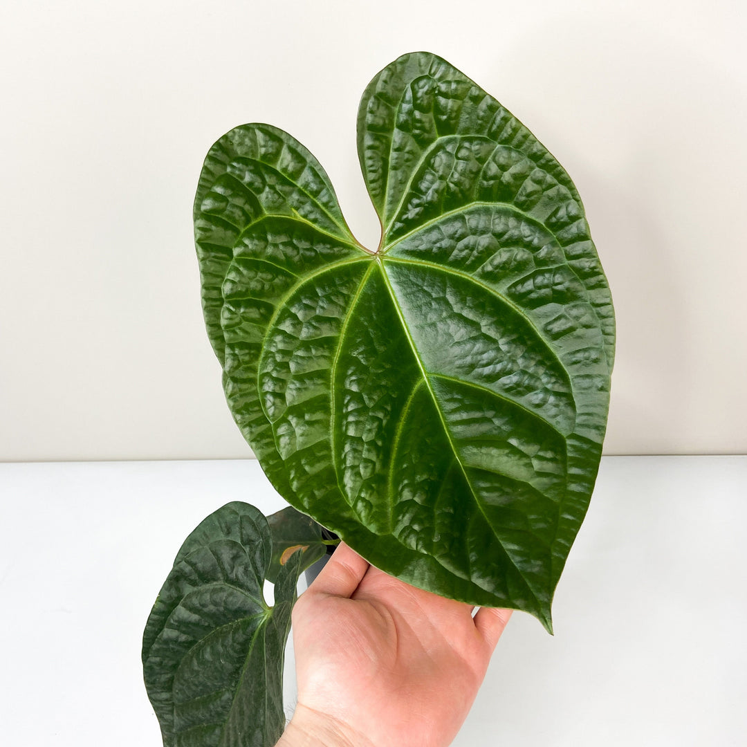 Anthurium Magnificum x Luxurians Foliage Dreams