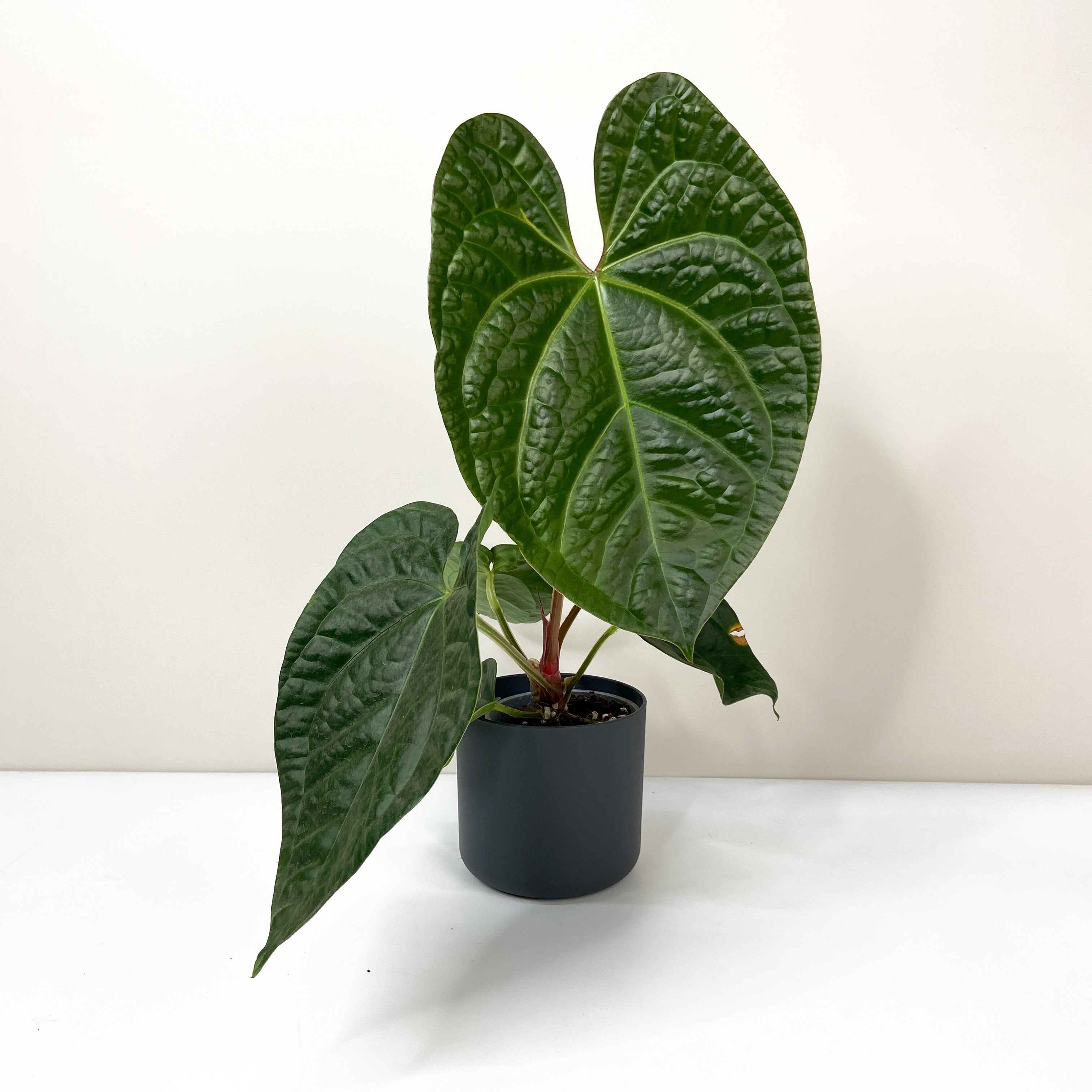 anthurium magnificum x luxurians Anthurium Magnificum x Luxurians – Foliage Dreams