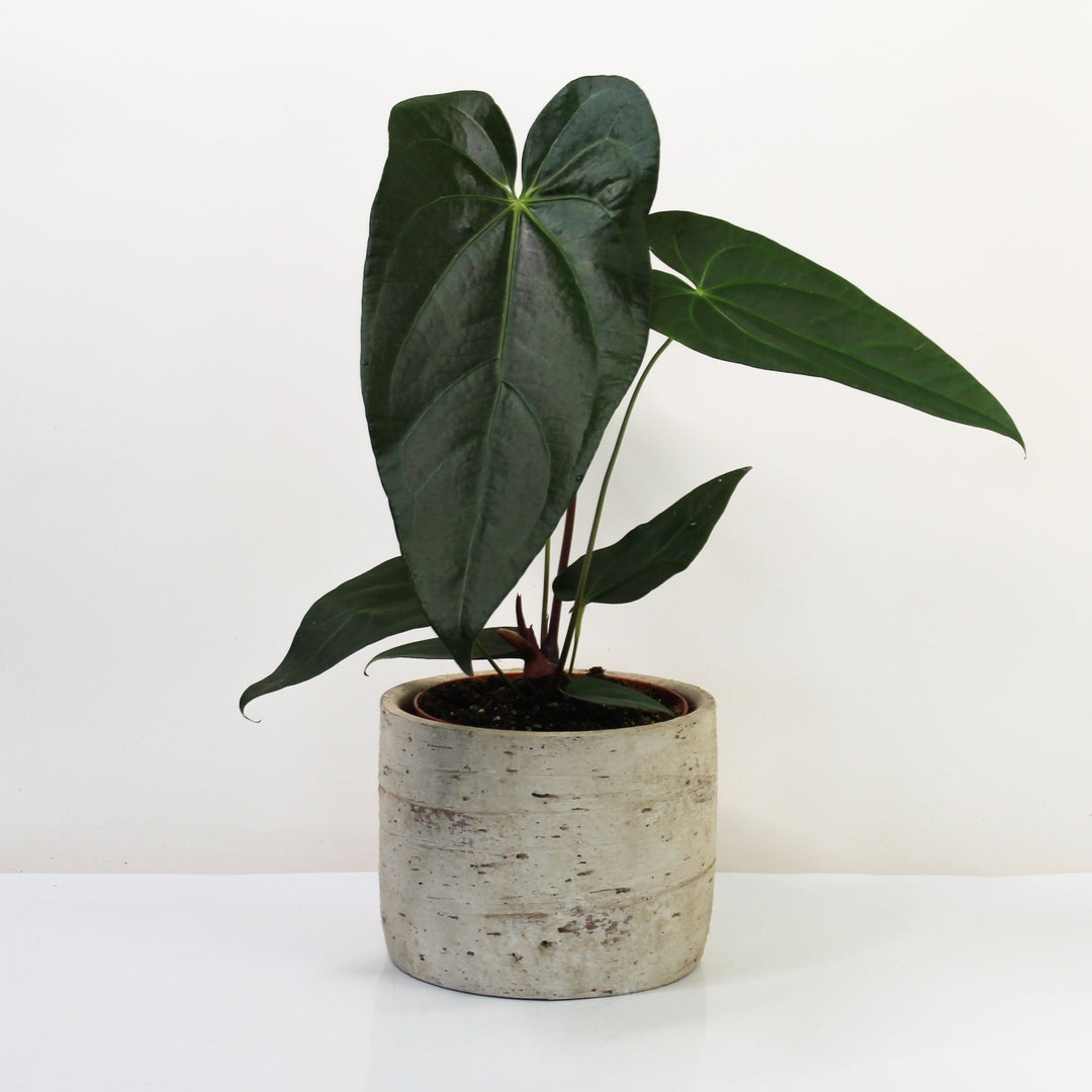 Anthurium magnificum x nigrolaminum gigi L Foliage Dreams