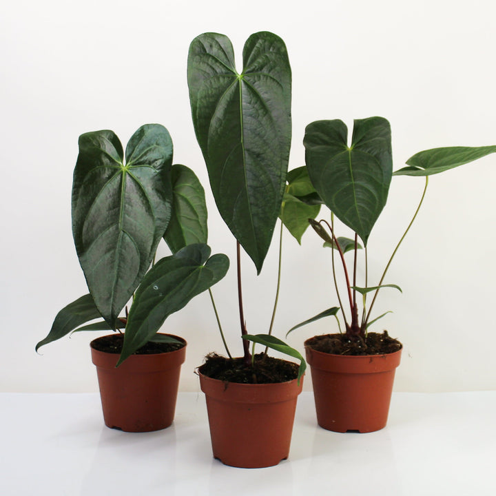 Anthurium magnificum x nigrolaminum gigi L Foliage Dreams