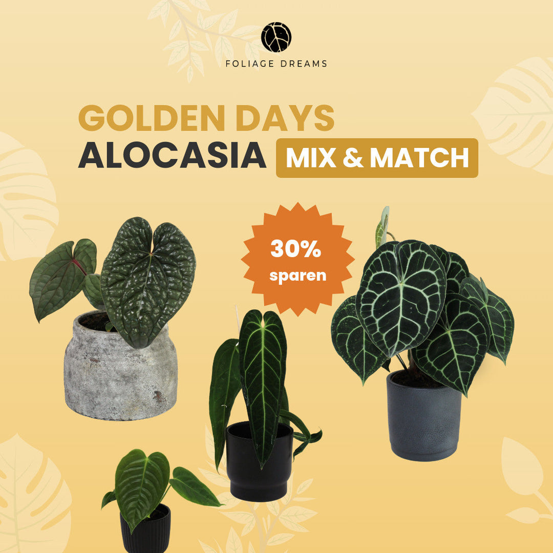 Anthurium Mix&Match Foliage Dreams