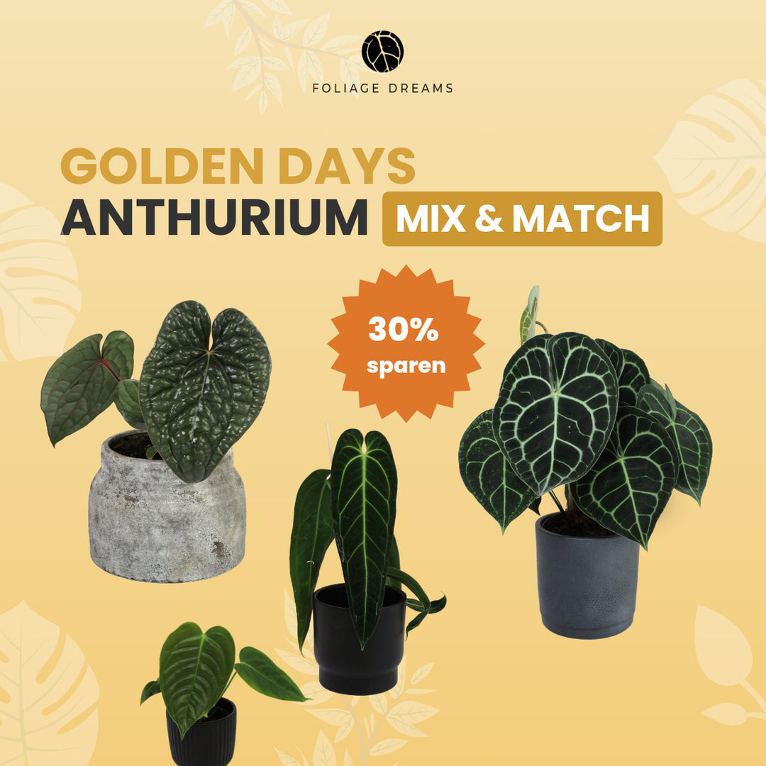 Anthurium Mix&Match Foliage Dreams