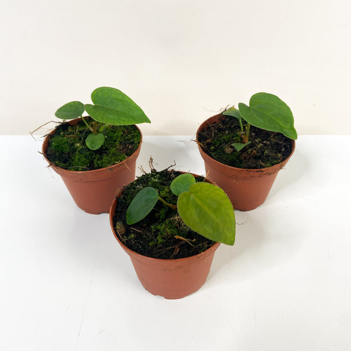 Anthurium Papillilaminum S Foliage Dreams