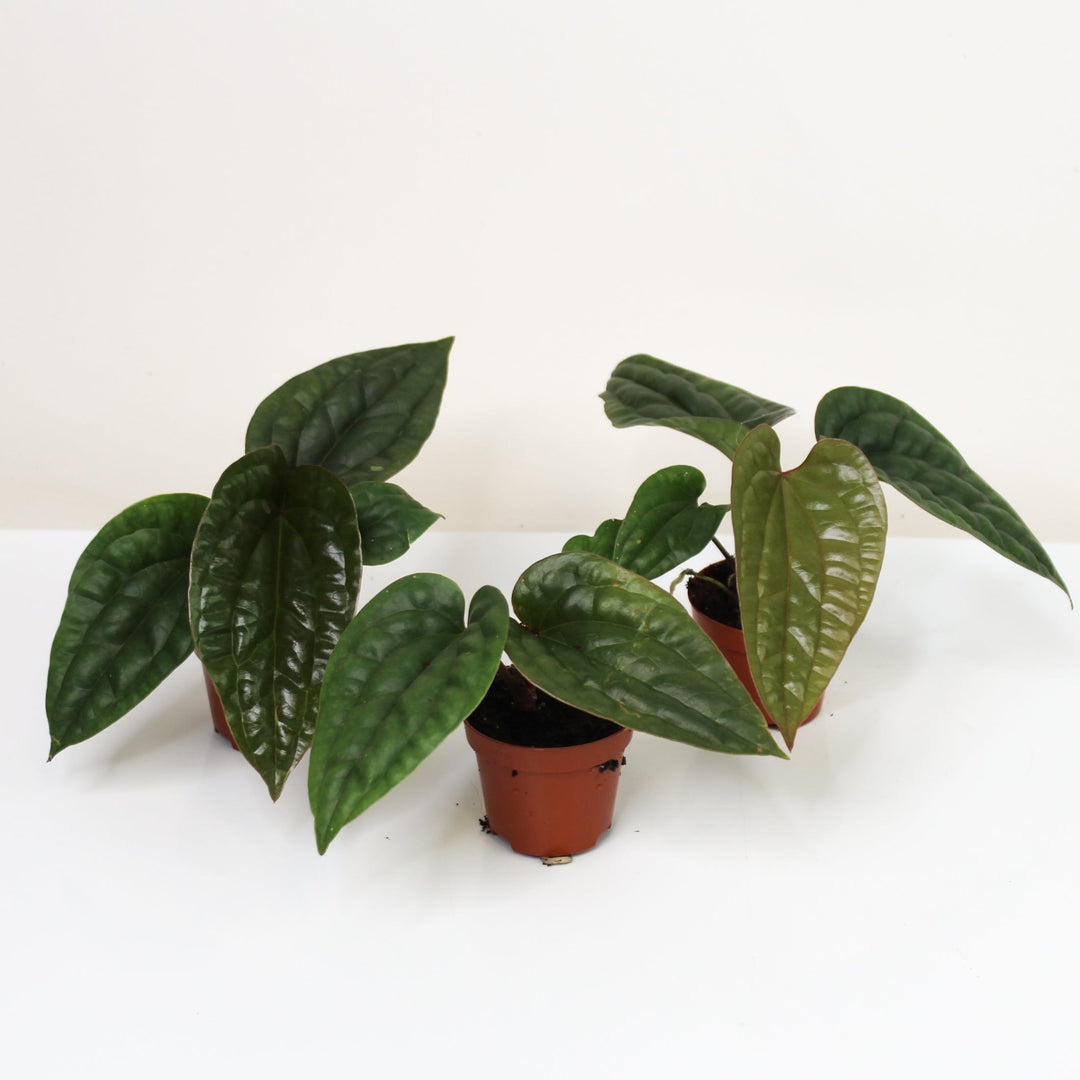 Anthurium Radicans x Luxurians - Babypflanze Foliage Dreams