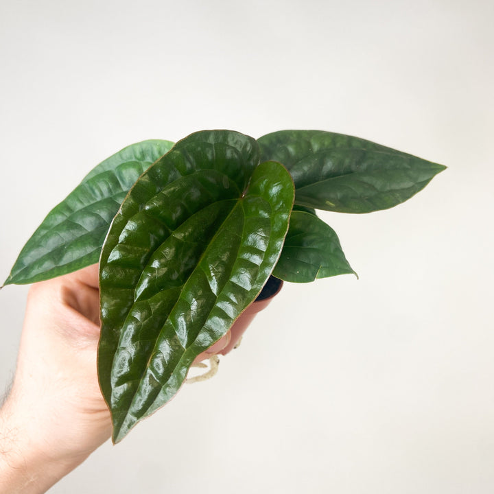 Anthurium Radicans x Luxurians - Babypflanze Foliage Dreams