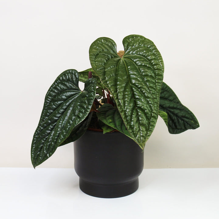 Anthurium Radicans x Luxurians L Foliage Dreams