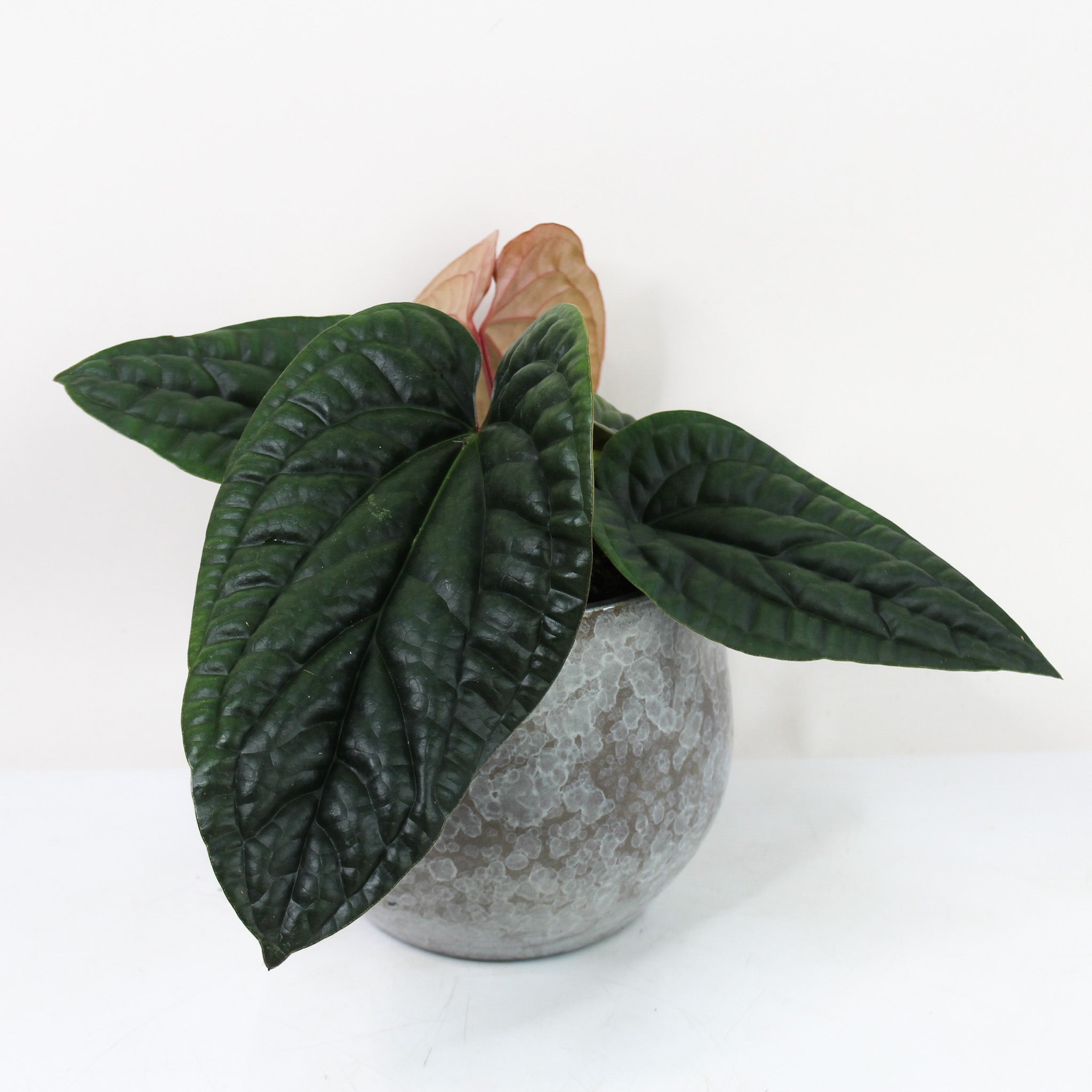 Anthurium Radicans x Luxurians – Foliage Dreams