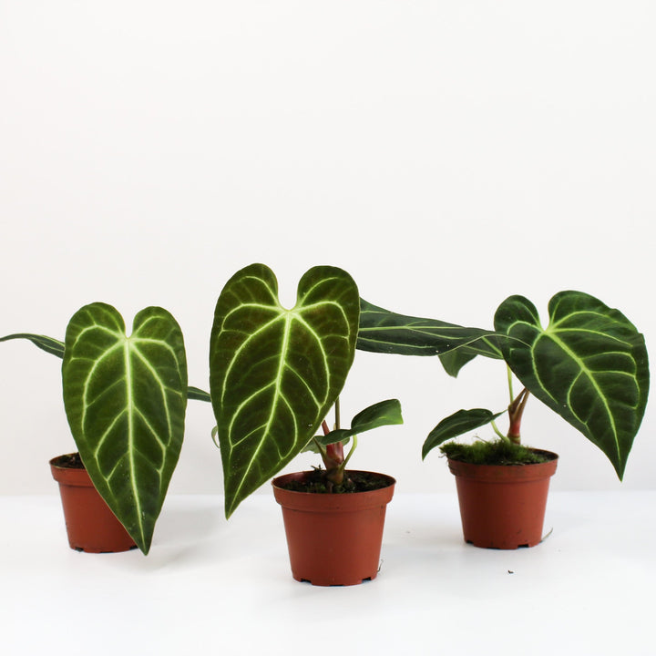 Anthurium Regale Foliage Dreams