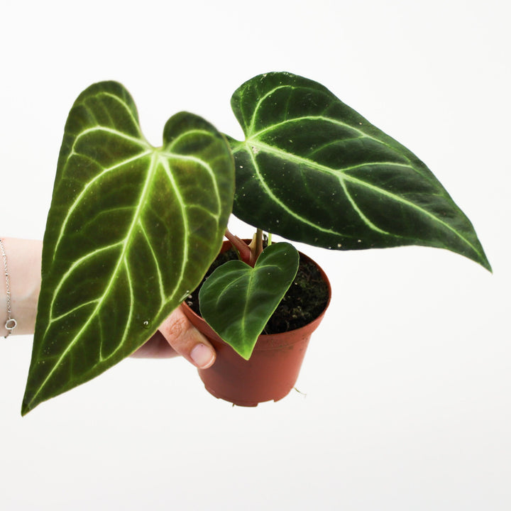 Anthurium Regale Foliage Dreams