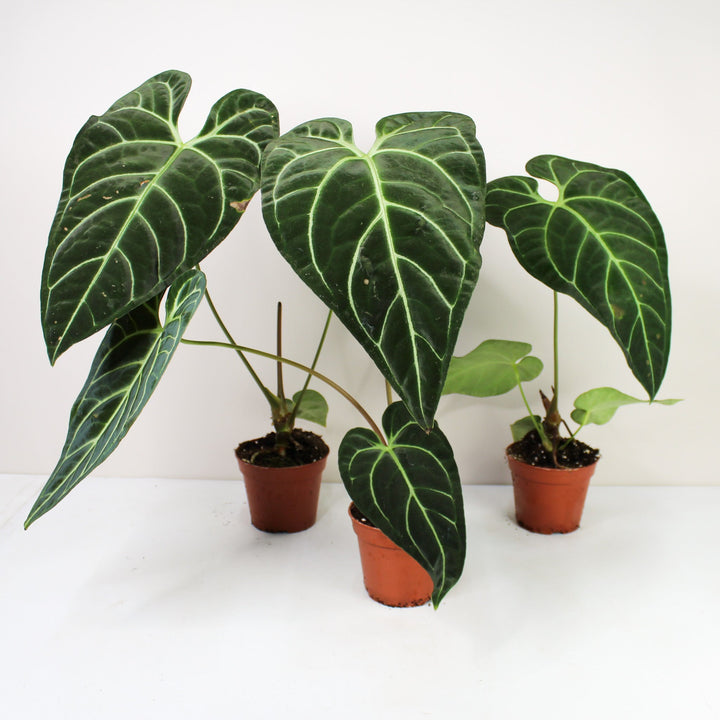 Anthurium Regale Foliage Dreams