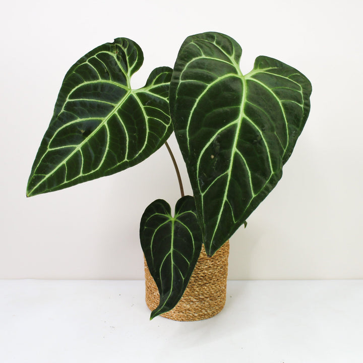 Anthurium Regale L Foliage Dreams