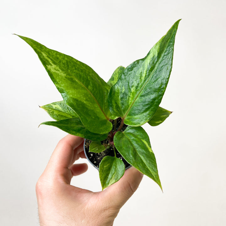 Anthurium Renaissance Variegata - Babypflanze Foliage Dreams