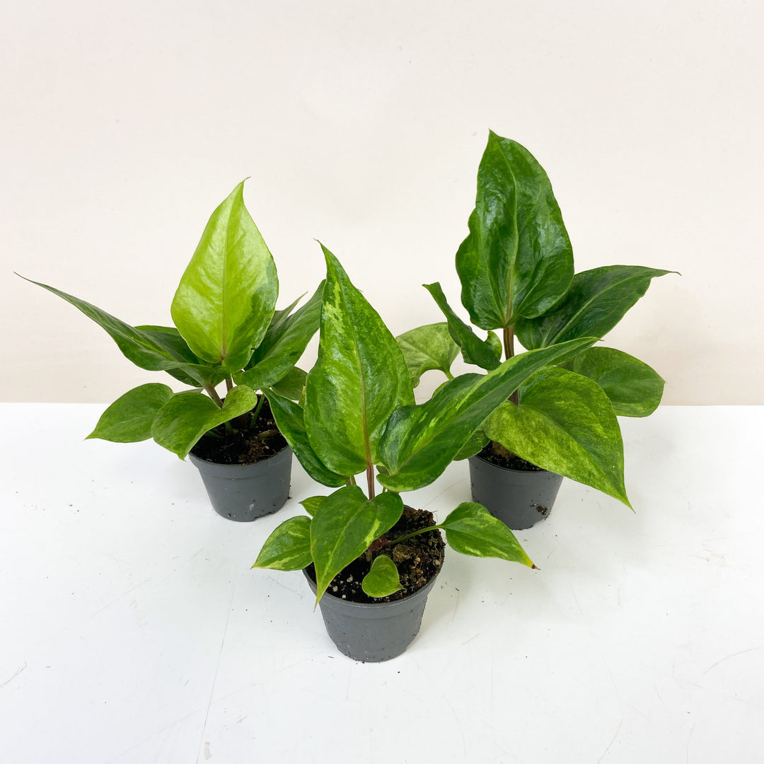 Anthurium Renaissance Variegata - Babypflanze Foliage Dreams