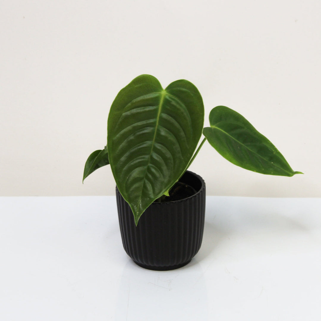 Anthurium Veitchii - Babypflanze Foliage Dreams